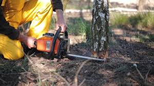 Best Tree Preservation Services  in Manassas, VA